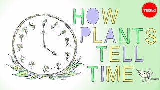 How plants tell time  Dasha Savage [upl. by Voleta]