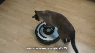 Cat shows HOW TO use iRobot Roomba Vacuum [upl. by Rhine24]