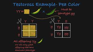 Testcross Explained [upl. by Nimaynib290]