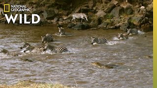 Zebra Cross Croc Infested Waters  Nat Geo Wild [upl. by Farhi235]