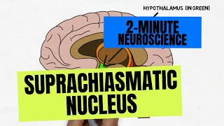 2Minute Neuroscience Suprachiasmatic Nucleus [upl. by Acirem]