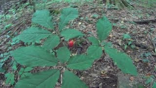 How to find Wild Ginseng plants and how to idendify them [upl. by Bowman546]