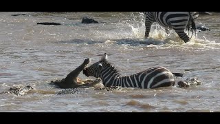 Zebras attacked by crocodiles Great Migration in Kenya and Tanzania [upl. by Blondell929]