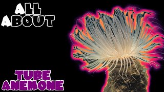 All About The Tube Anemone [upl. by Auof87]