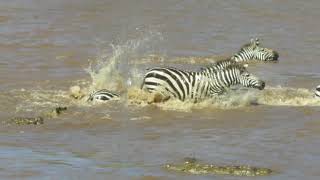 Crocodiles Attack Zebras Crossing the Mara River with zoom  Kenya [upl. by Kcirreg266]