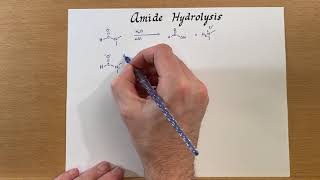 Amide Hydrolysis [upl. by Nylatsyrc]