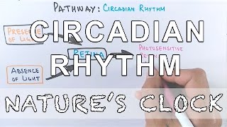 Circadian Rhythm  Pathway of Biological Clock [upl. by Anowahs604]